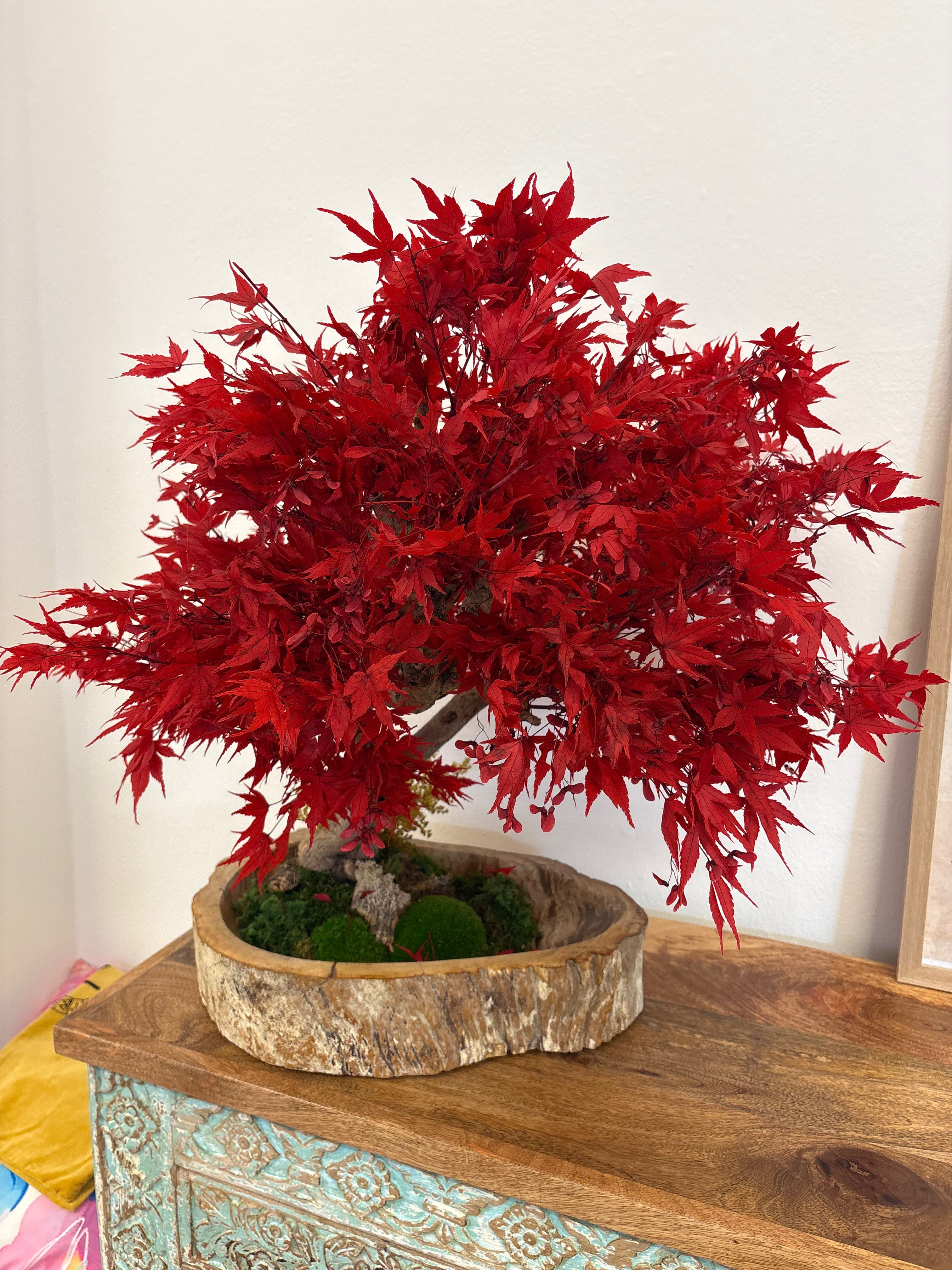 Fiori e Piante