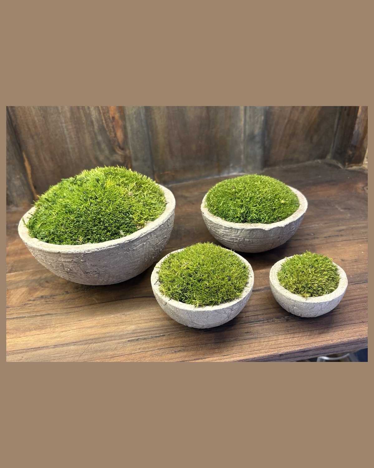 Kit di Ciotole Decorative con Muschio Stabilizzato – Effetto Cemento (4 pezzi)