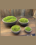 Kit di Ciotole Decorative con Muschio Stabilizzato – Antracite (4 pezzi)